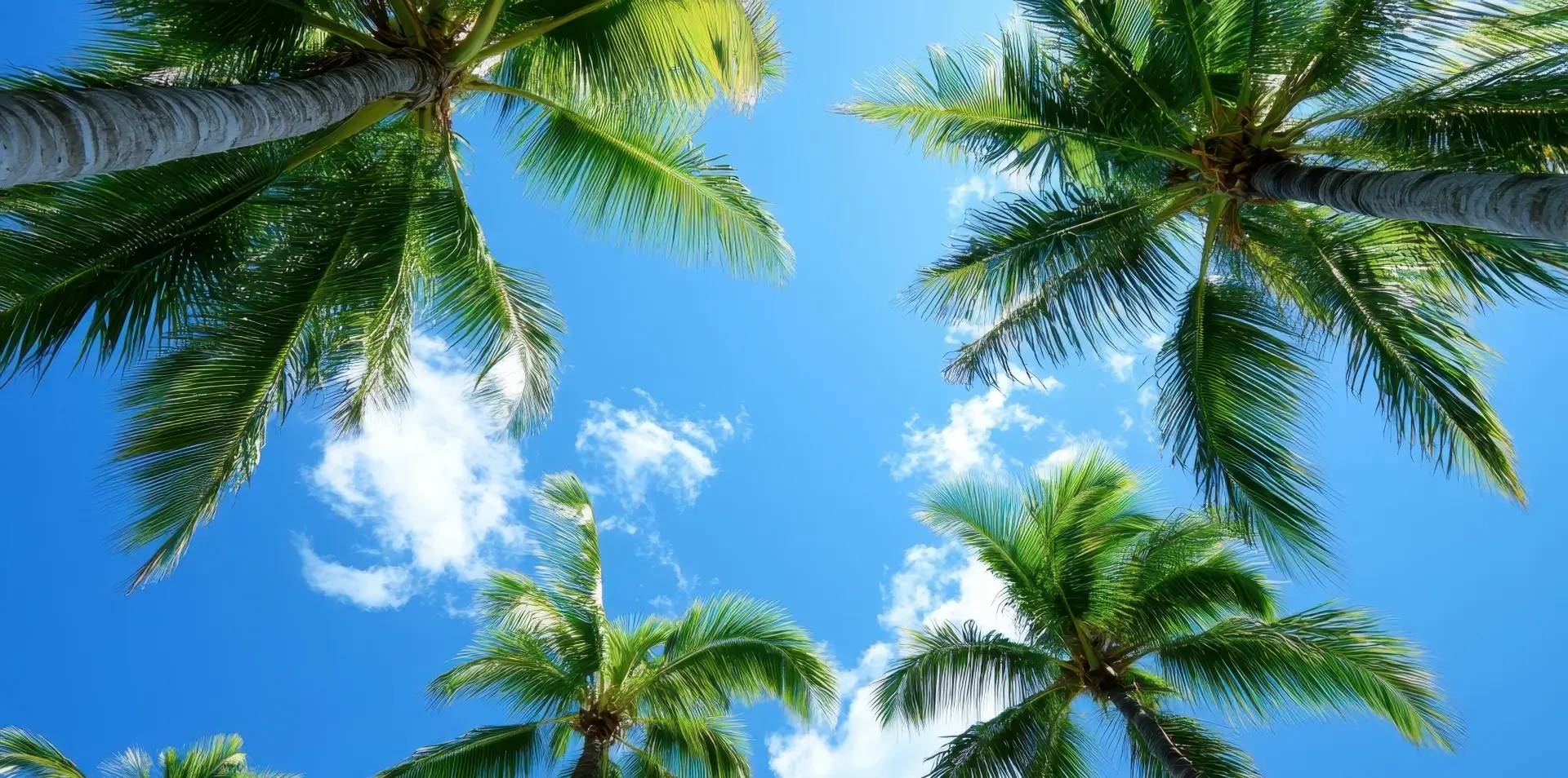Tropical Paradise: Lush Palm Trees Reaching Towards the Clear Blue Sky in Boca Raton, Florida