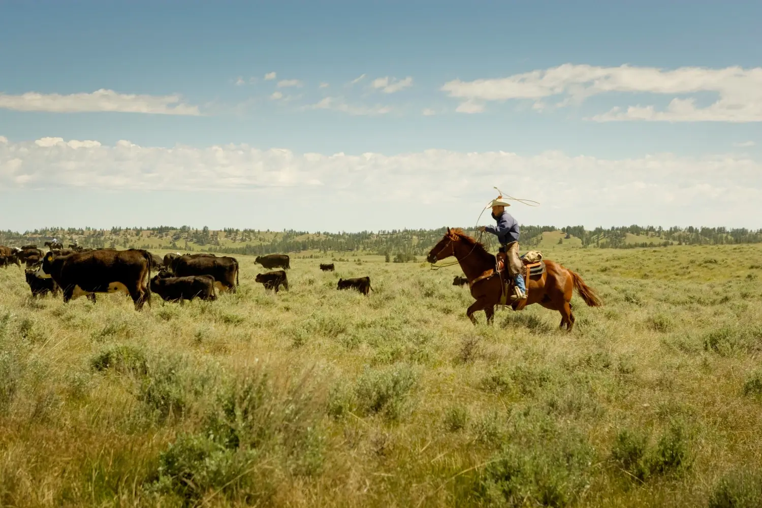 Farm & Ranch