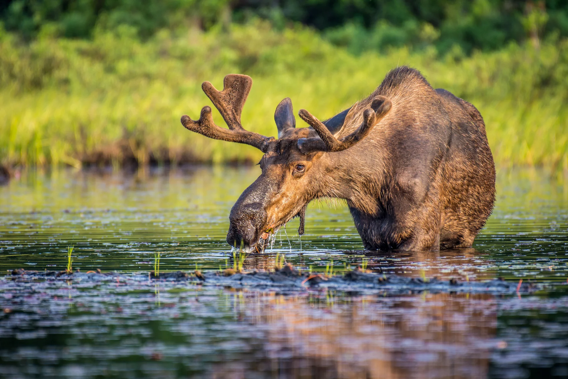 A bull moose eating lily