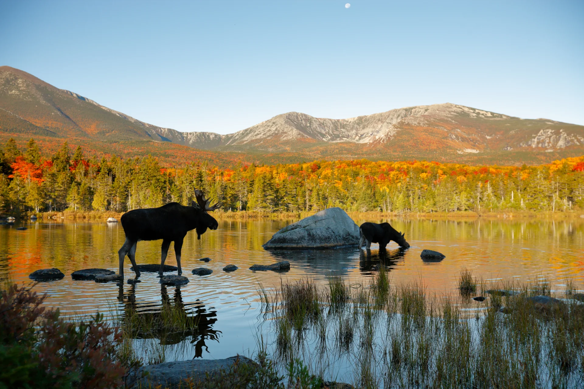 lake and forest