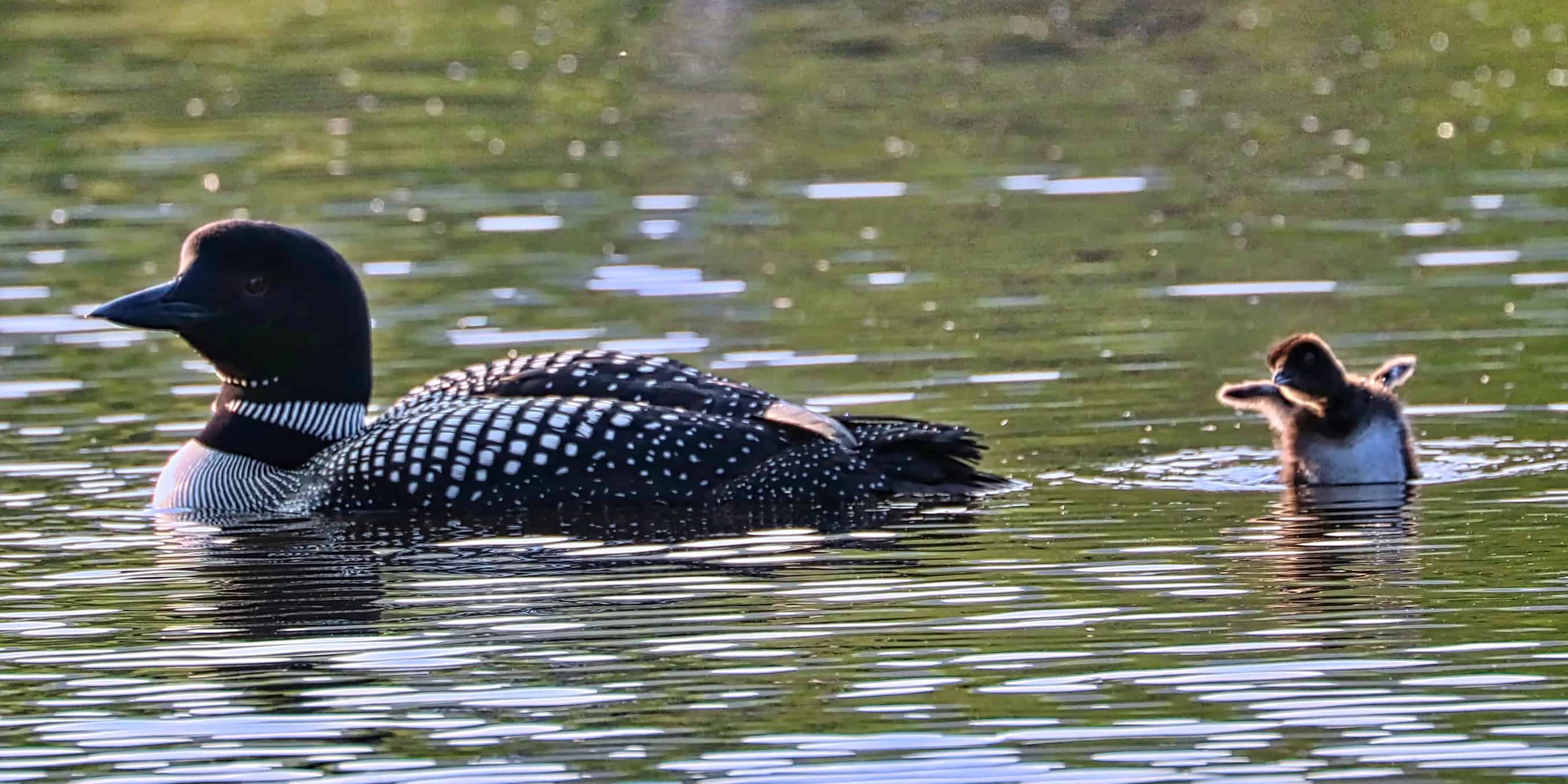 Ducks on the water