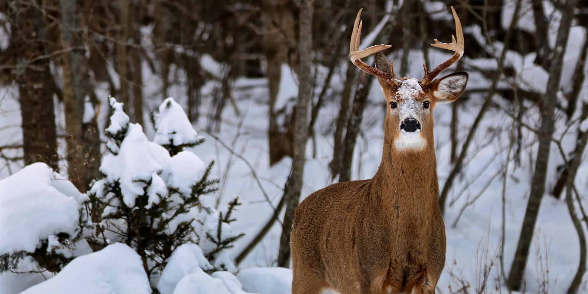 Deer in the forest