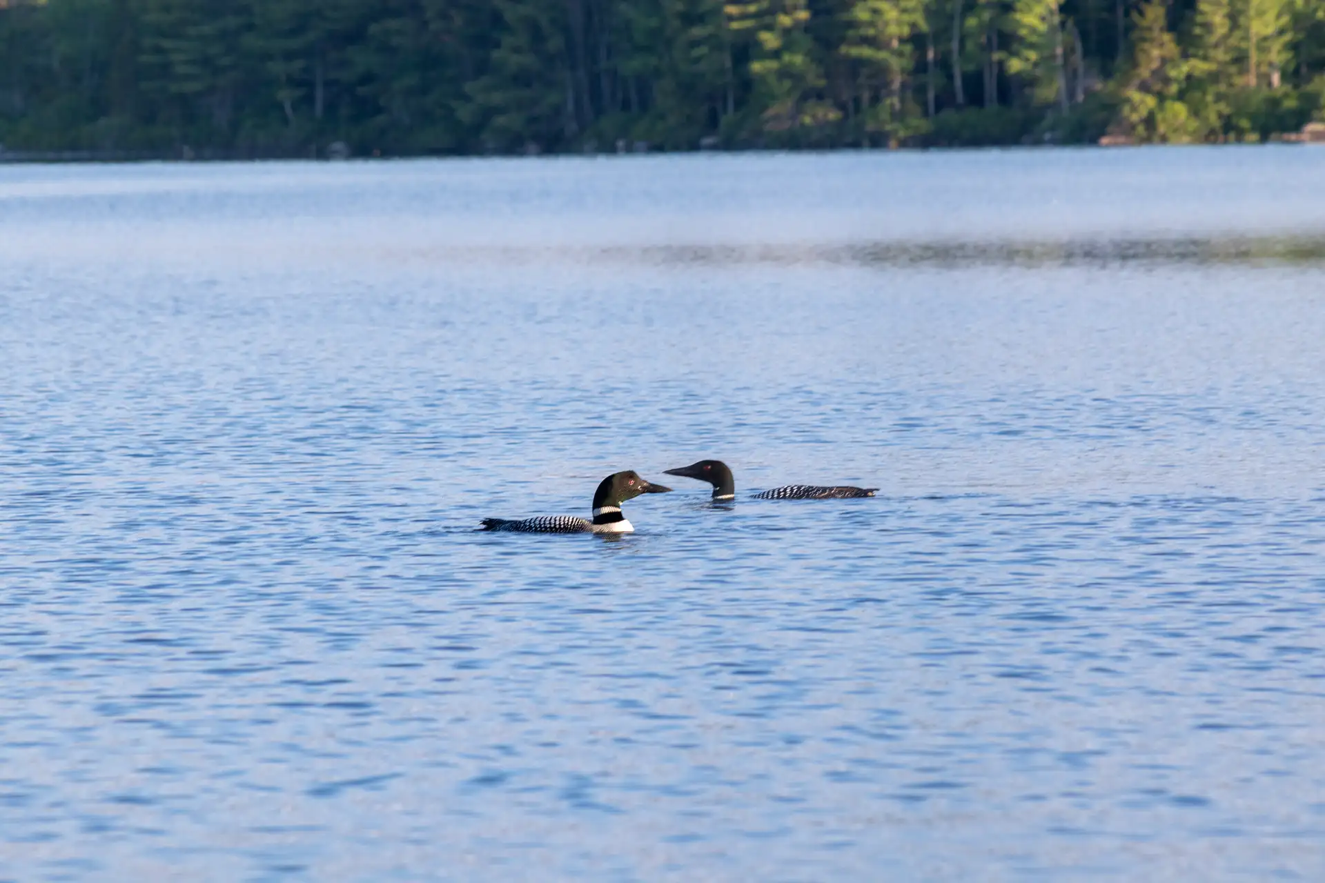 Two Loons Swimming on Egg Pond in Lincoln