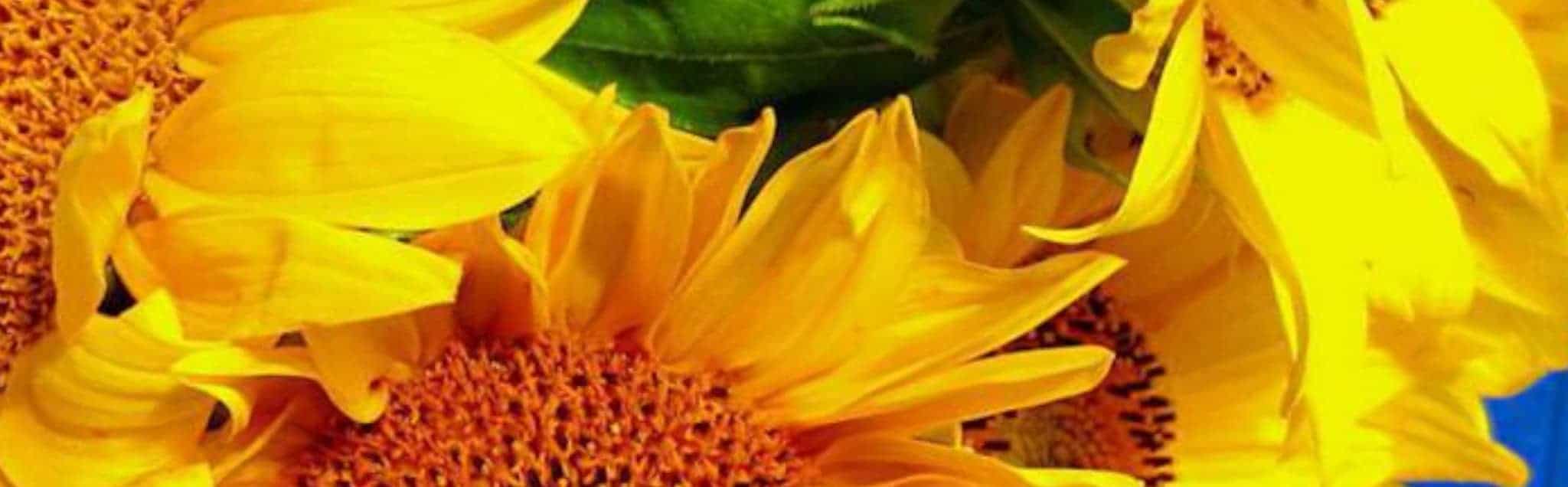 St Johnsbury VT real estate, Lyndonville, Northeast Kingdom Vermont