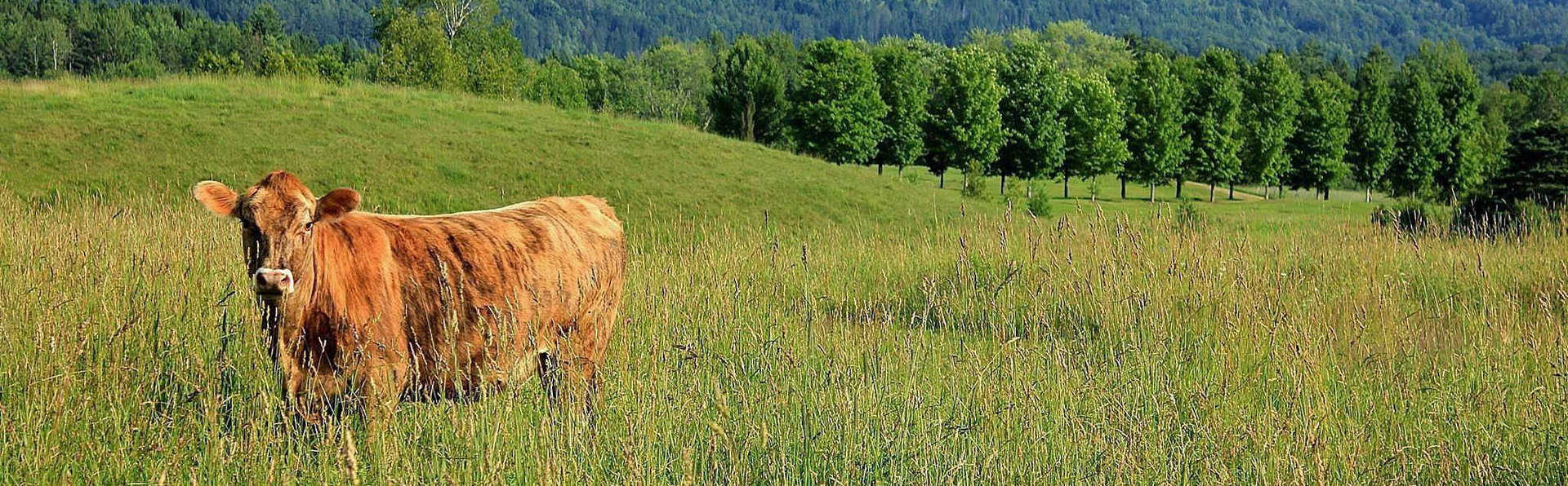 St Johnsbury VT real estate, Lyndonville, Northeast Kingdom Vermont