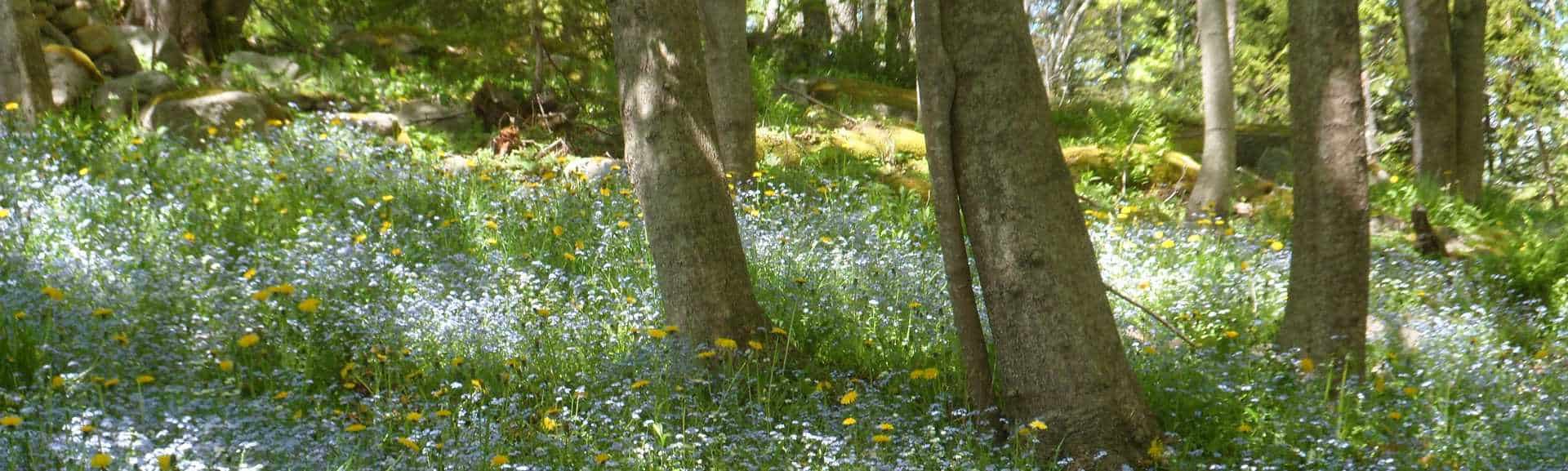 Vinalhaven and North Haven Maine Island Real Estate Homes for Sale