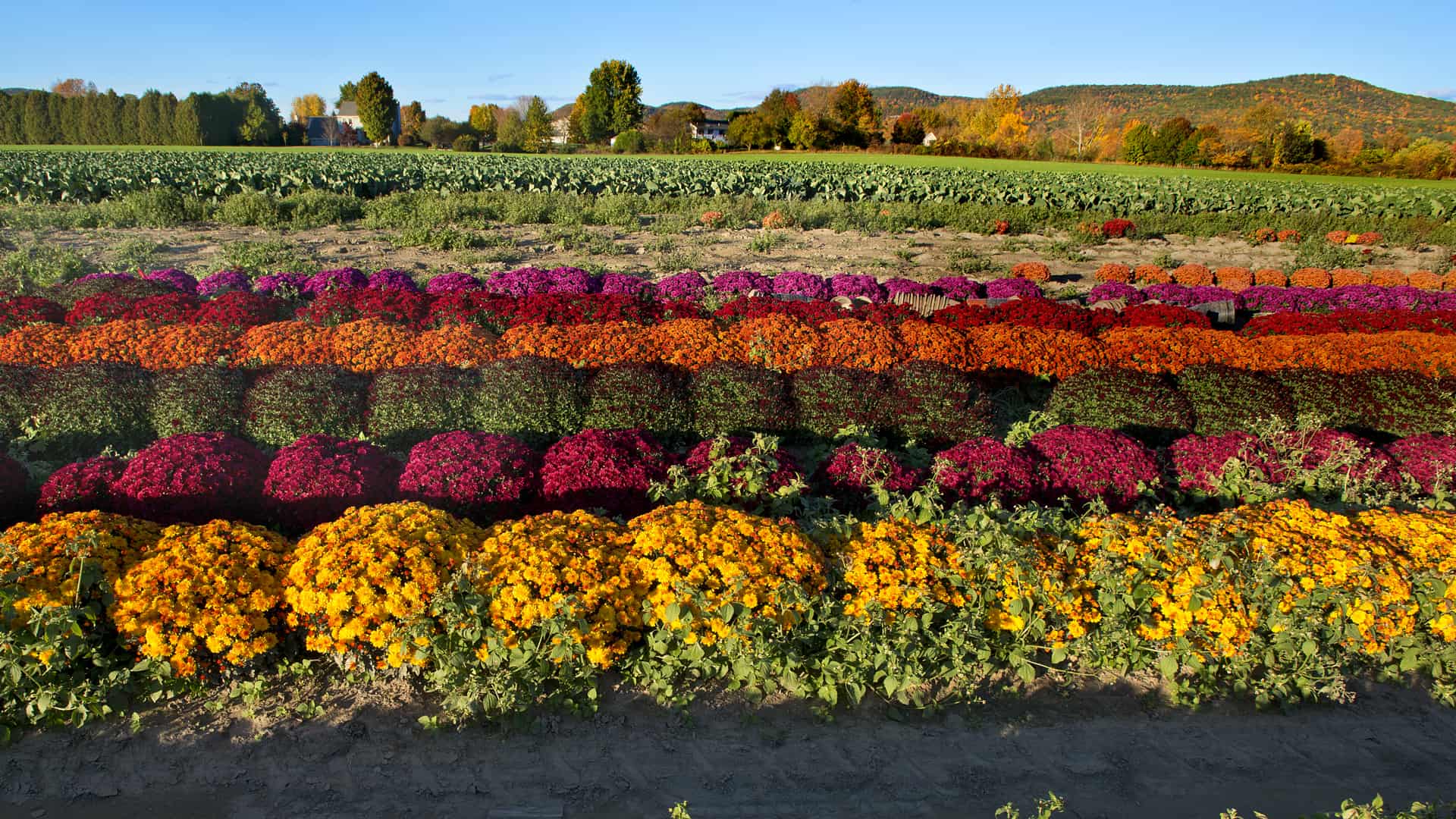 rows of red and green flower beds