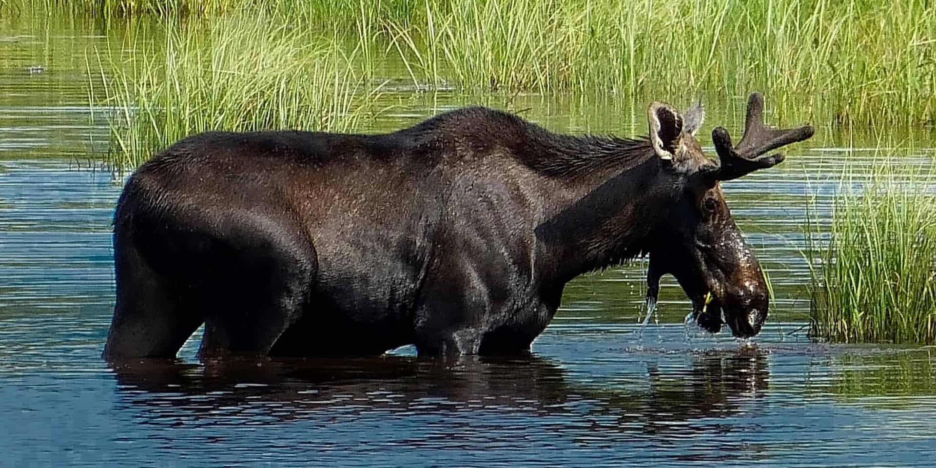 Elk drink water from the lake