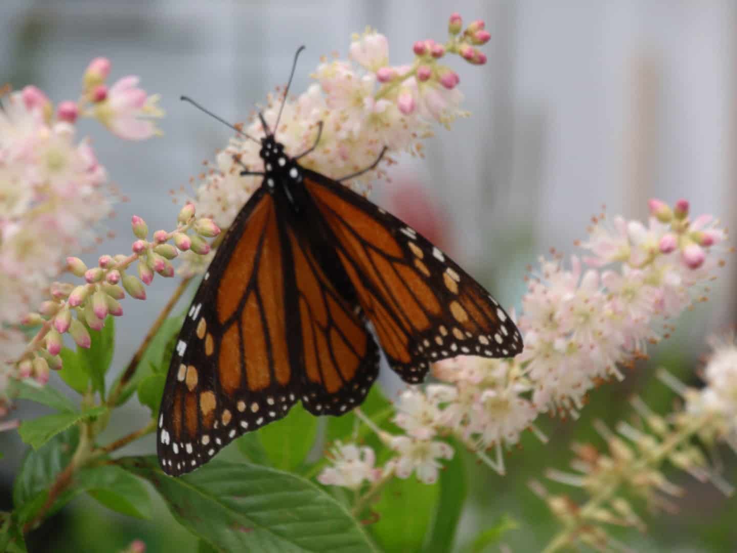 Brown butterfly on flowers