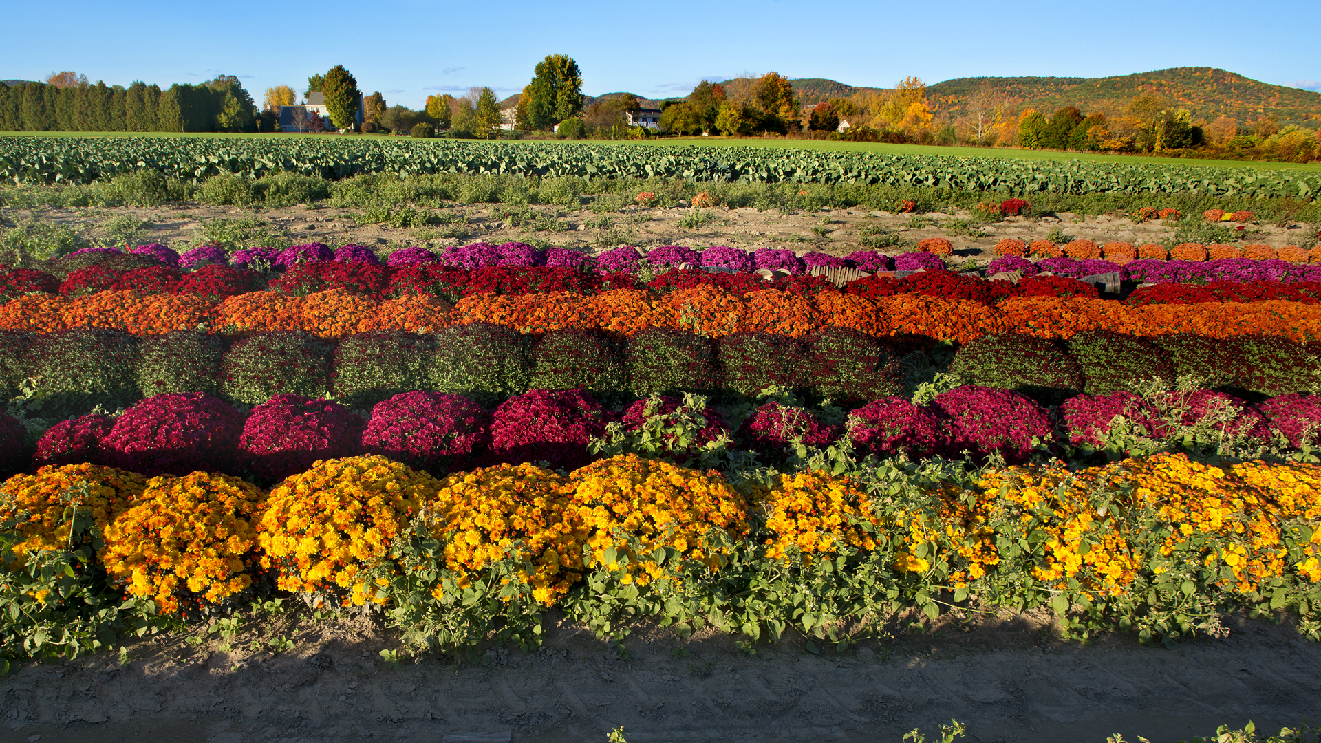 rows of red and green flower beds