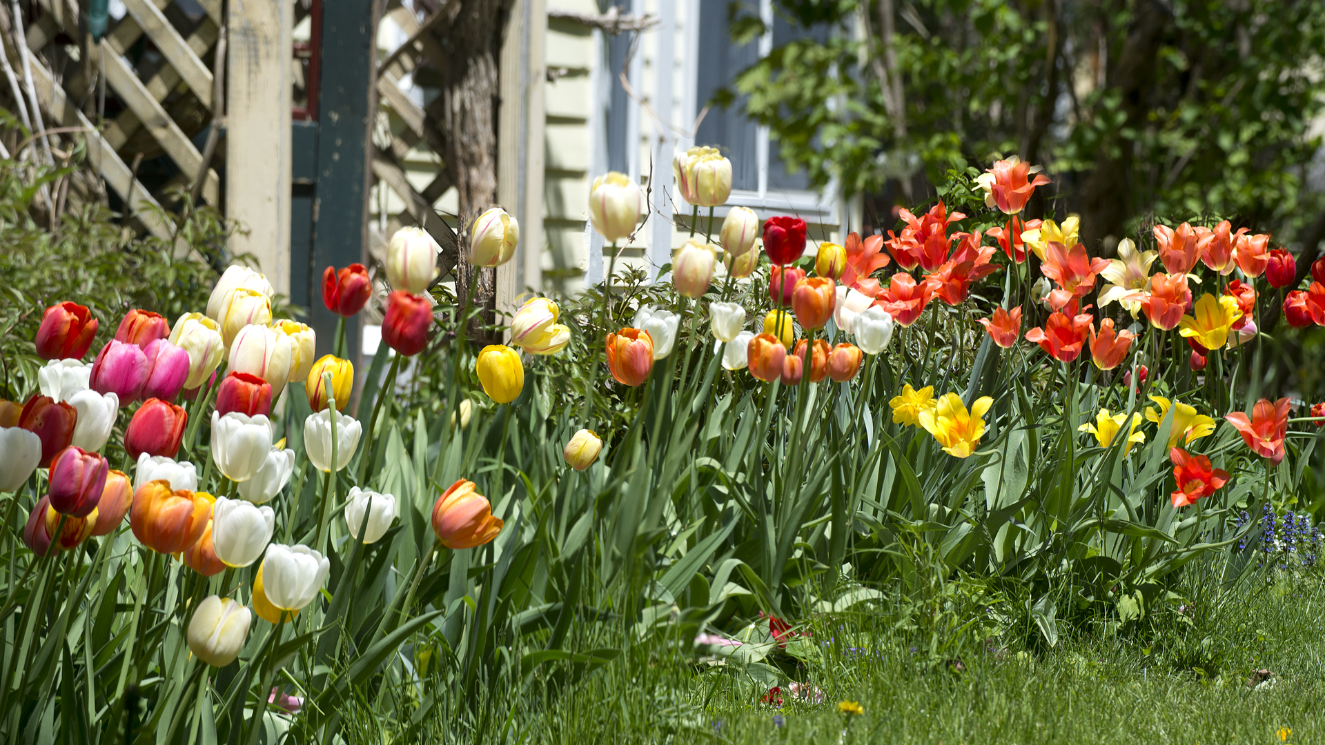 red, white, and orange tulips