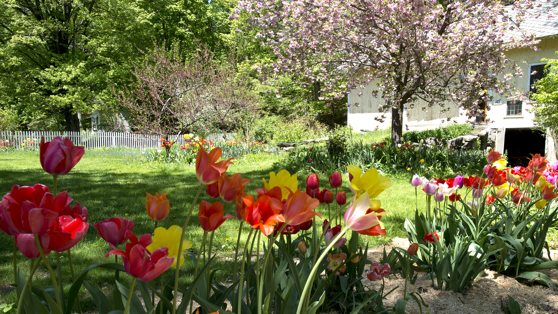 Red and yellow tulips growing in front of a house