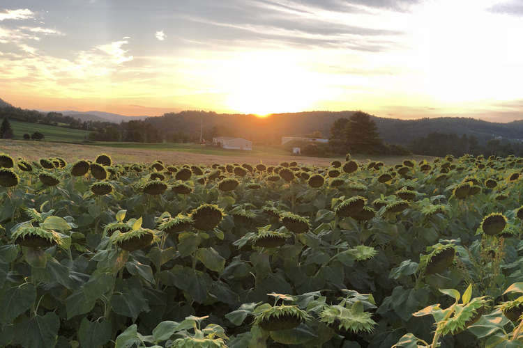 Northeast Kingdom Real Estate, Vermont VT Realtors Begin Realty