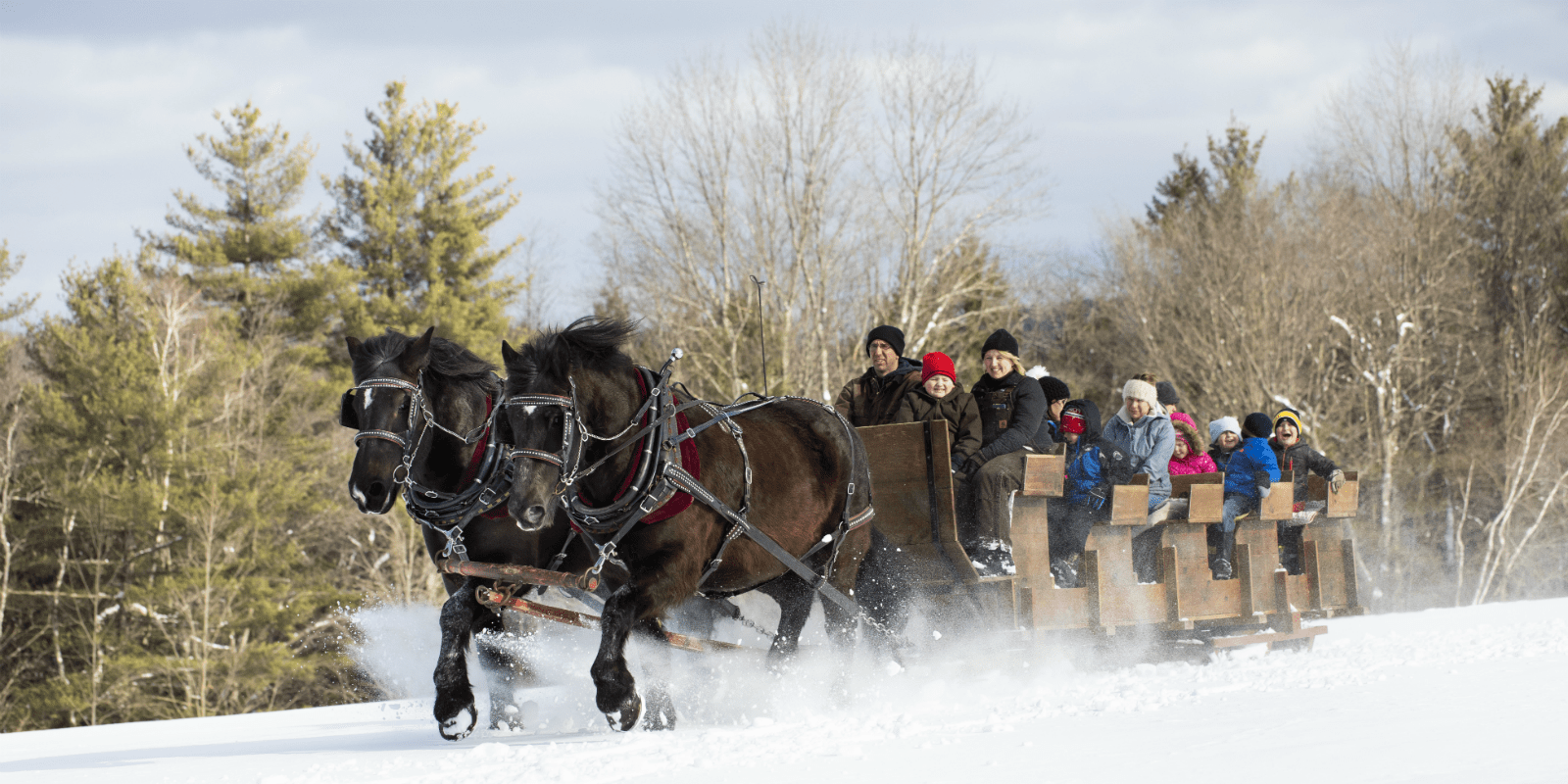 Horse-drawn carriage in snow