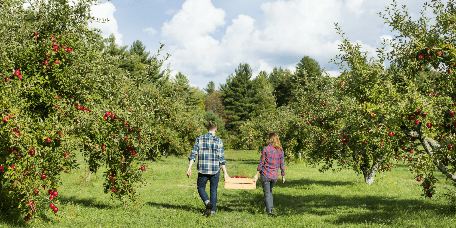 Couple apple-picking