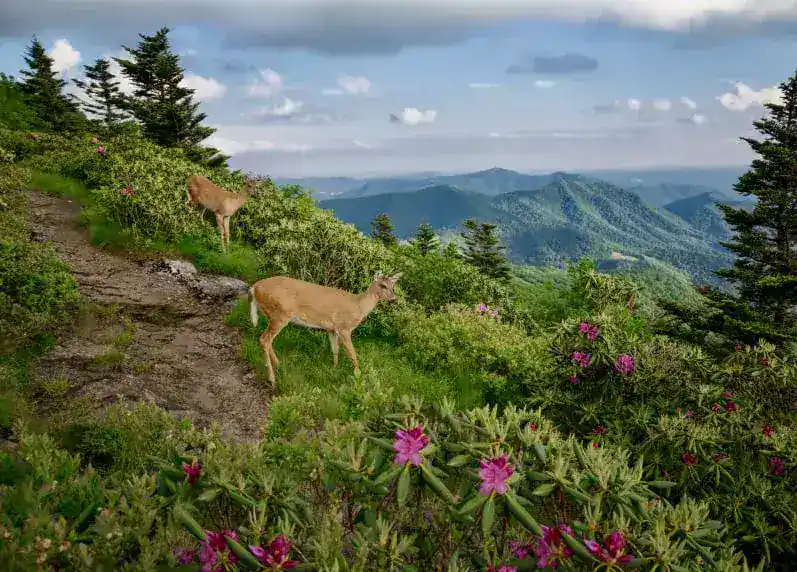 Roes on the nature in the mountains