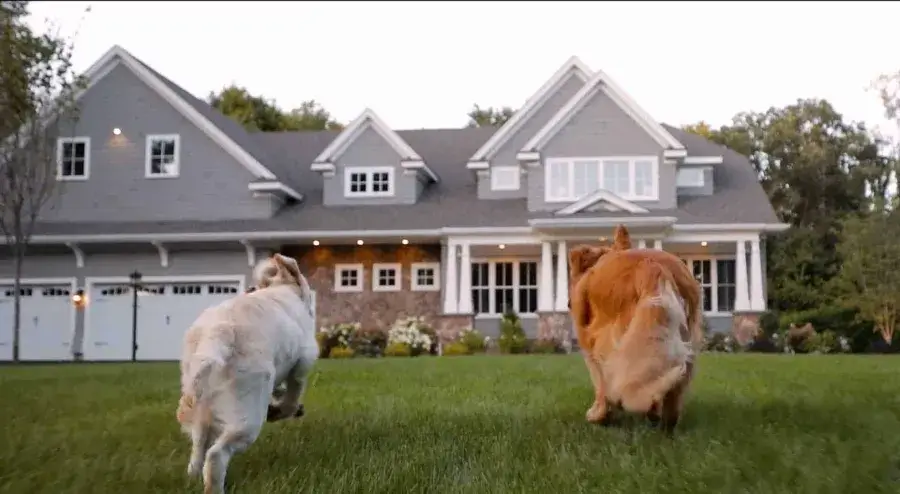 dogs running towards a house