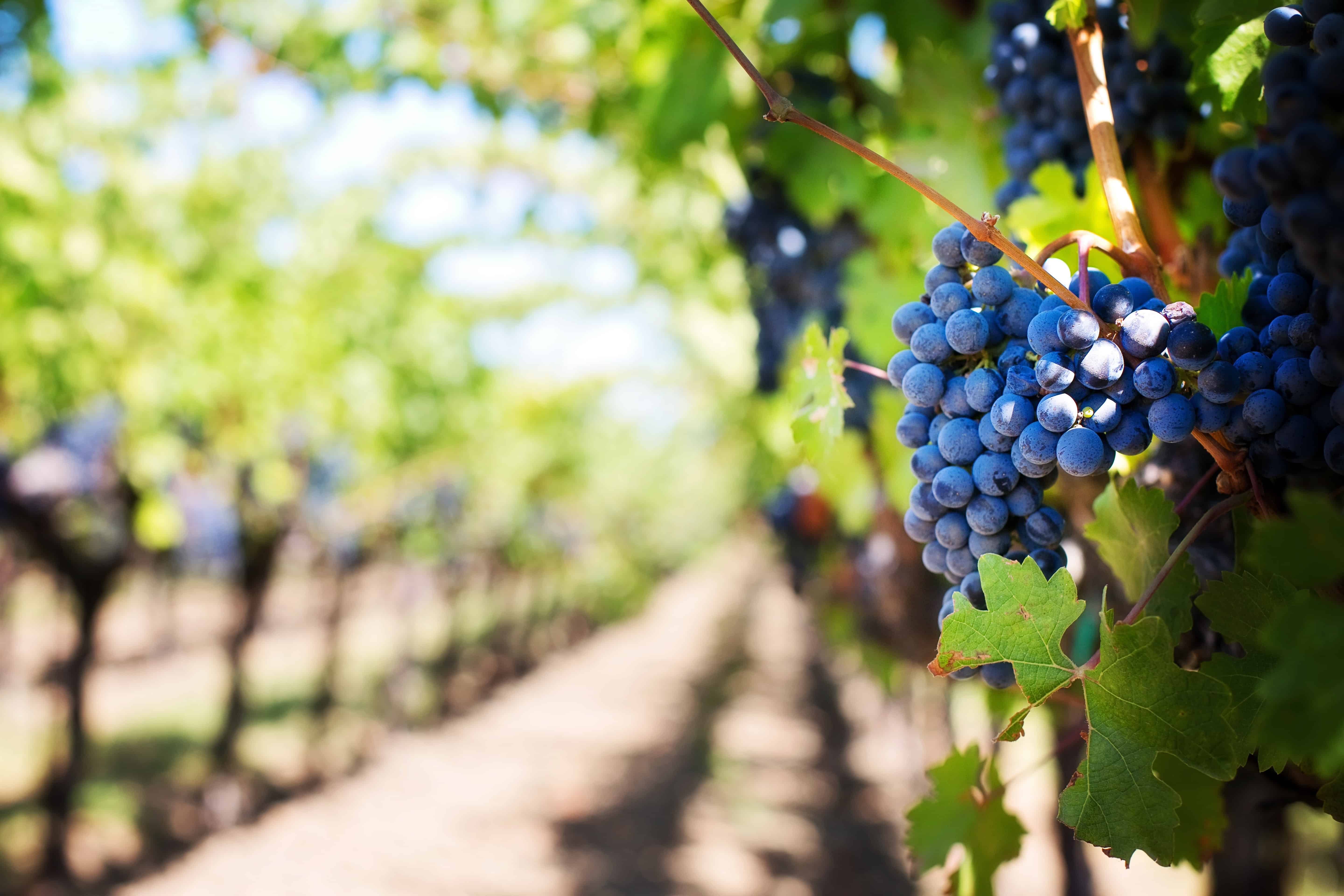 Grapes in a Vineyard in Jasper, Georgia