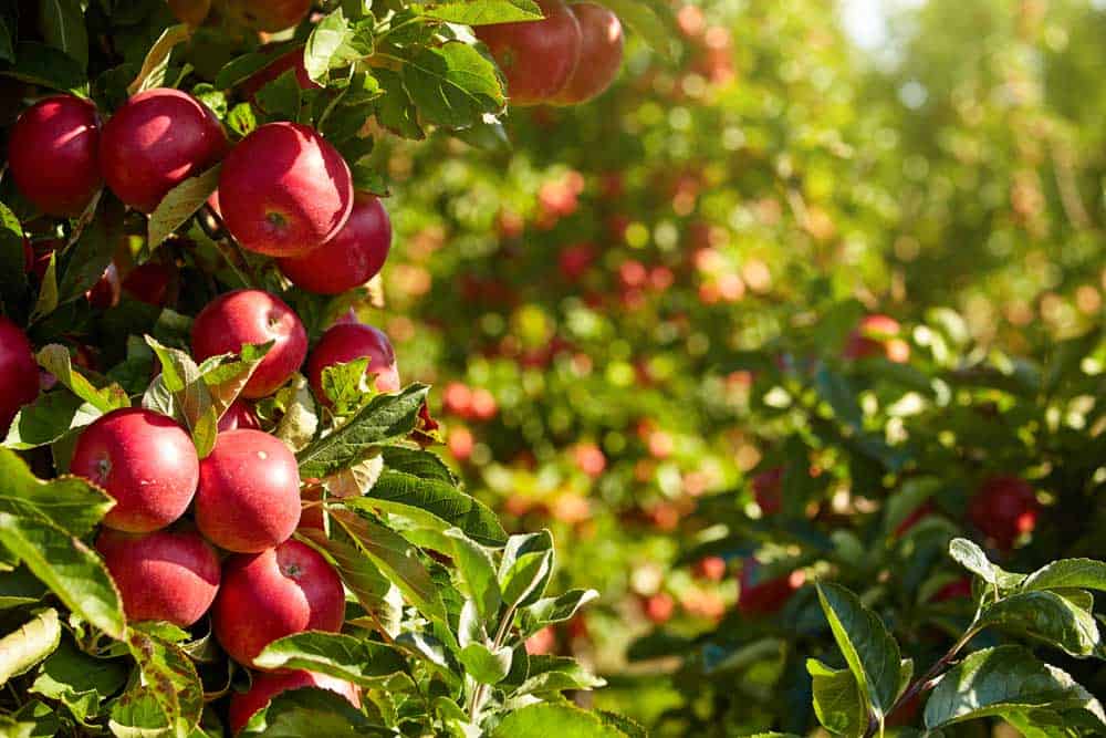 Apple Orchards in Ellijay, Georgia
