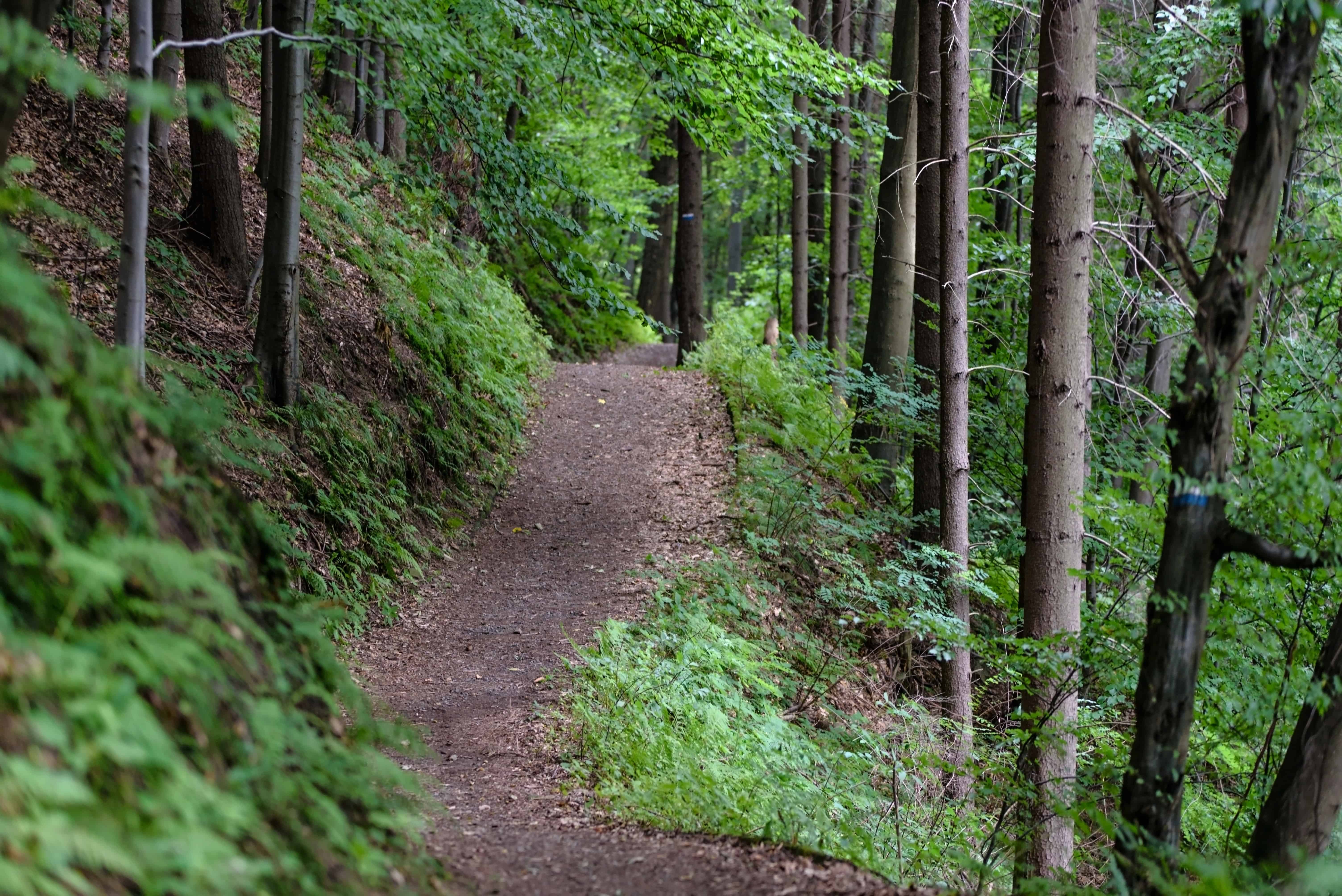 Wooded Path in Cleveland, Georgia