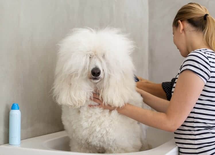 The Archer Residences Boston MA - The Archer: Pet spa