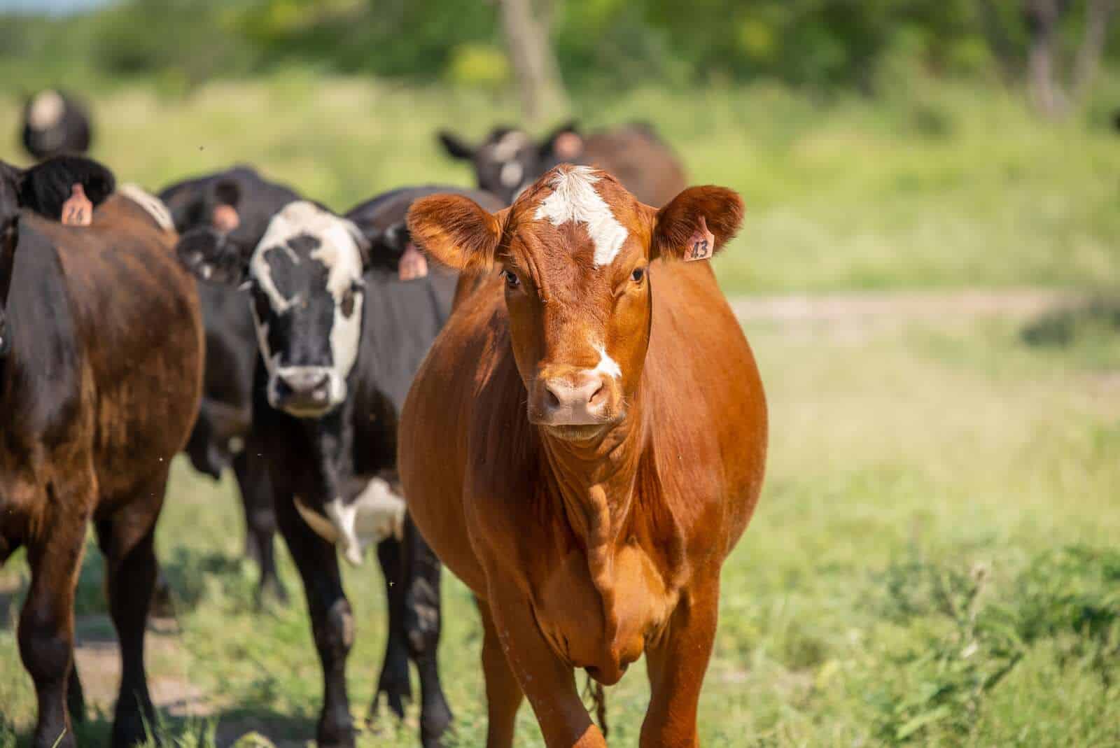 Cows