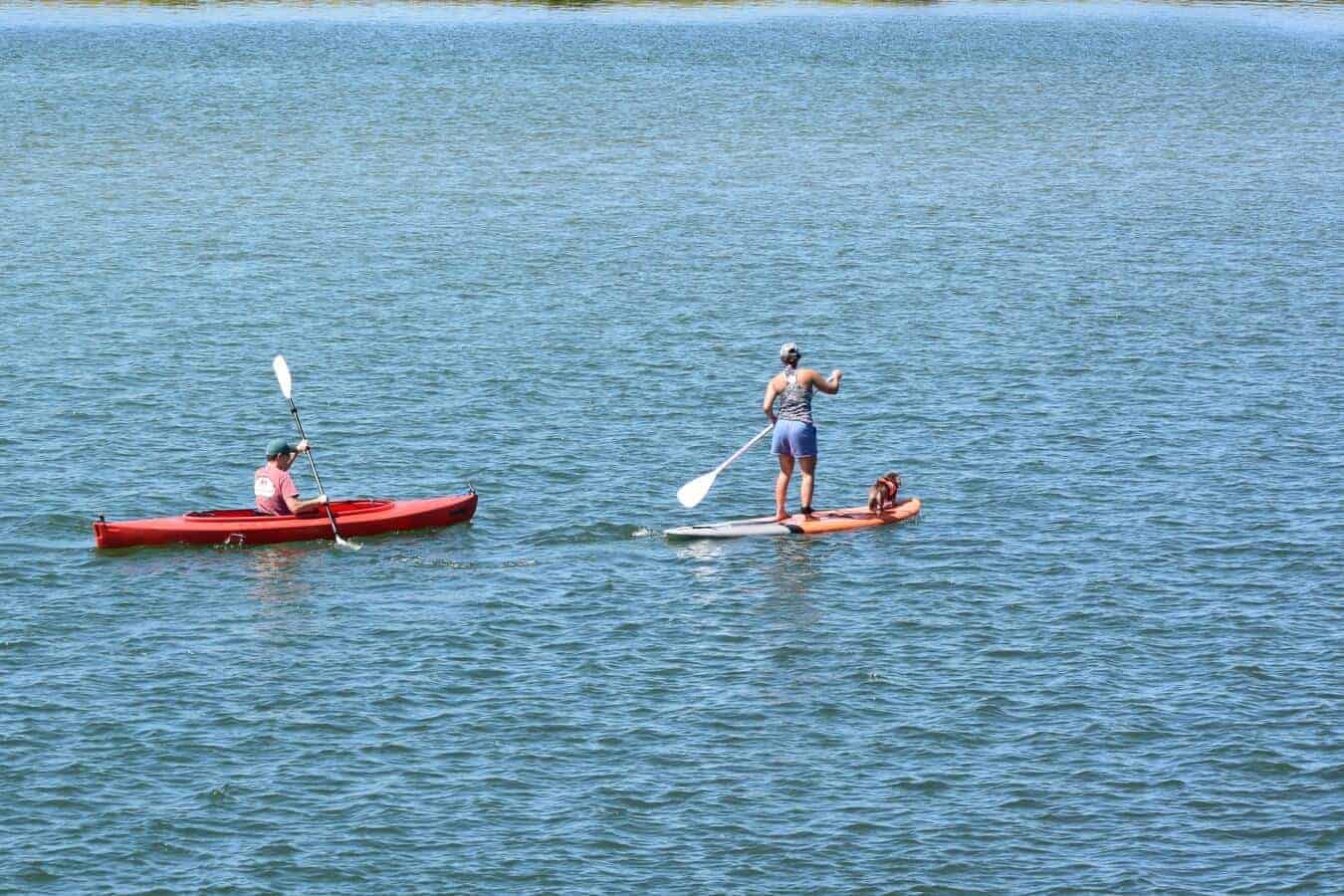 George the Daschound on his SUP