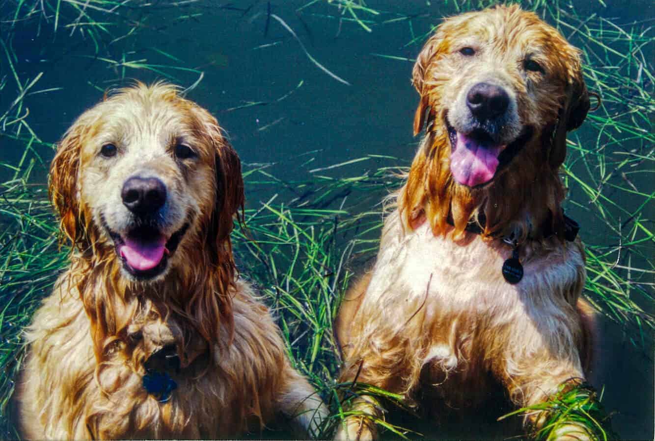 Goldens in th Bay