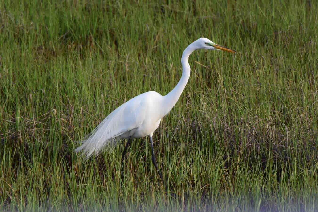 Graceful Beauty